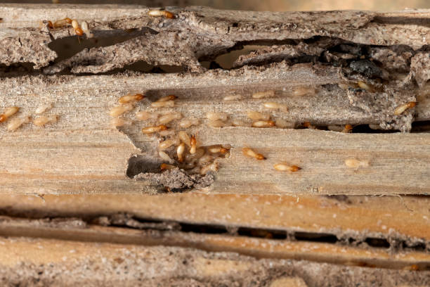  Carteret, NJ Pest Control Pros