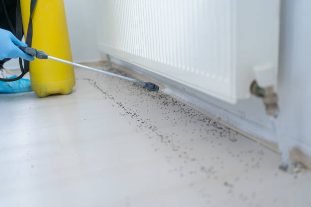 Best Rat Extermination Near Me  in Carteret, NJ